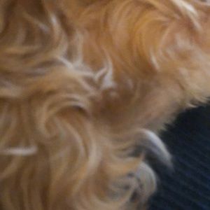 Meet your Posher, Peetman